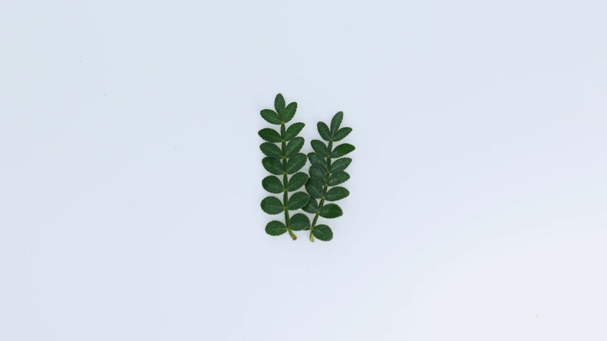 Fragrant Pistache
