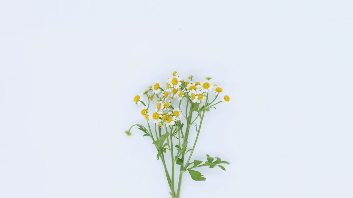 Chamomile