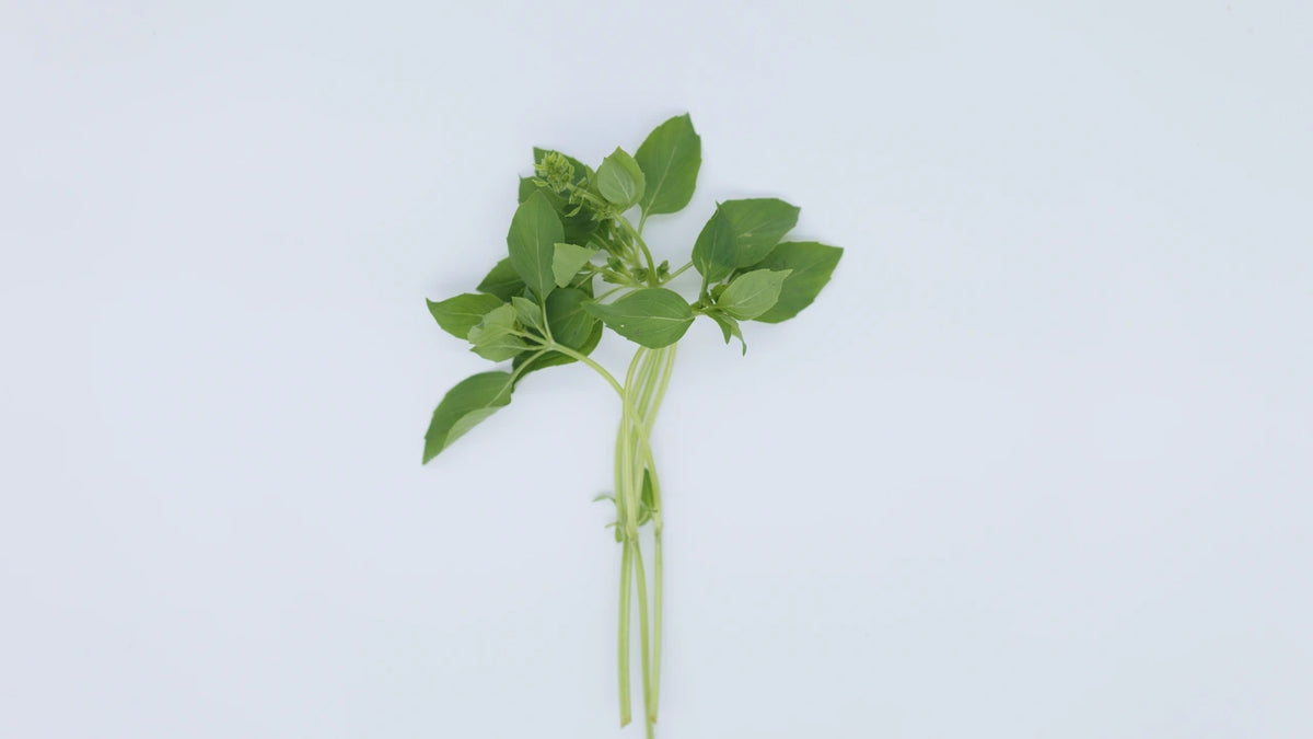 Basil