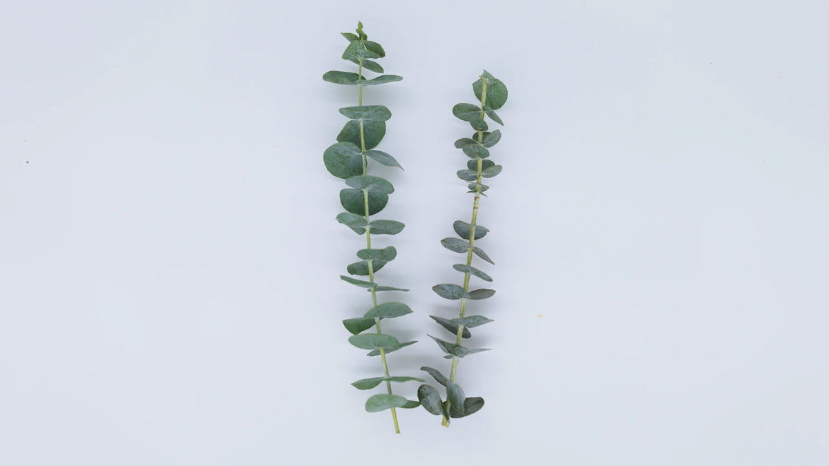 Gotu Kola