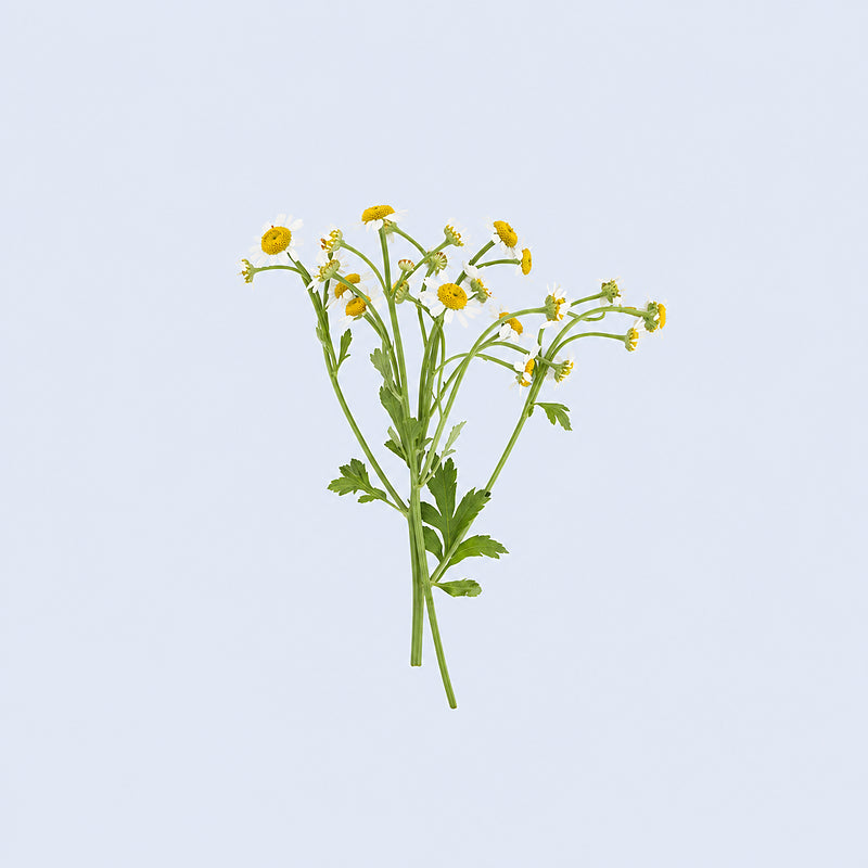 Chamomile